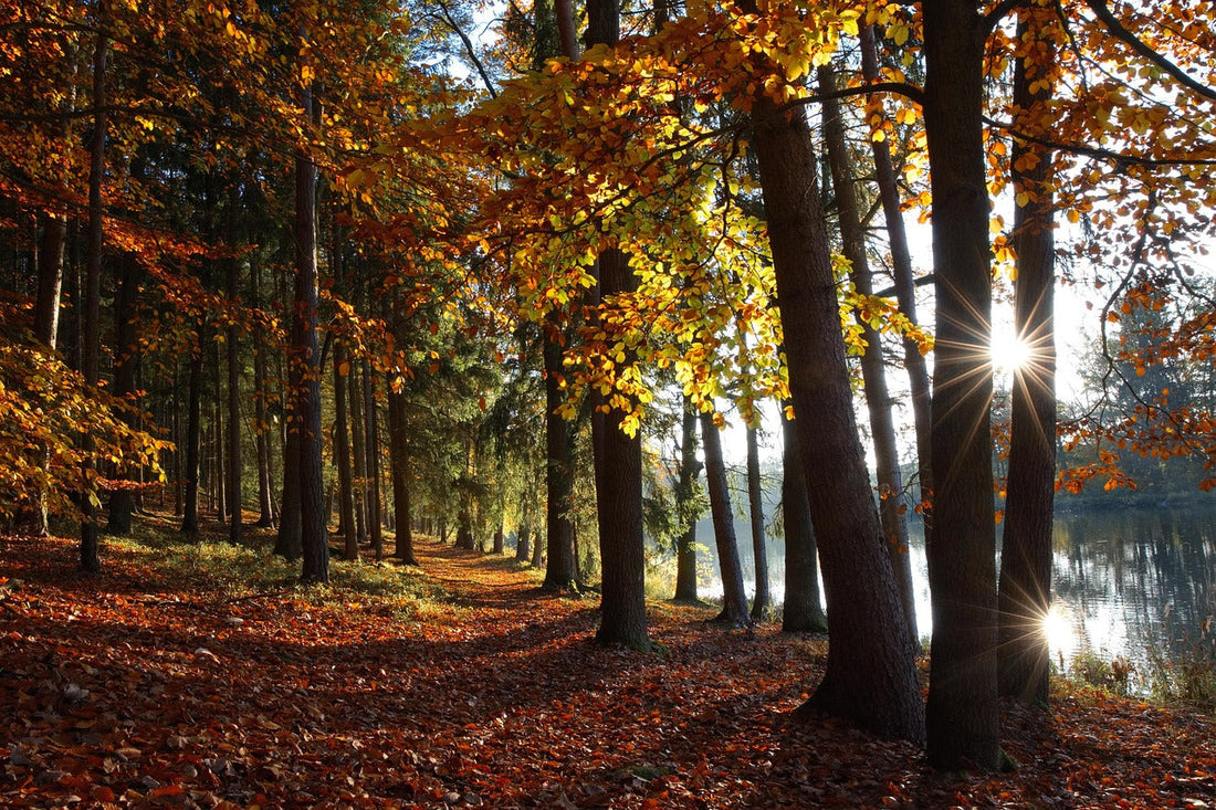 🍂 The Art of Intentional Living: A Seasonal Invitation from Karen Johnson & Co.