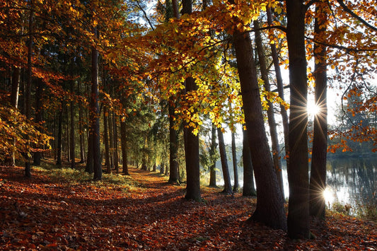 🍂 The Art of Intentional Living: A Seasonal Invitation from Karen Johnson & Co.