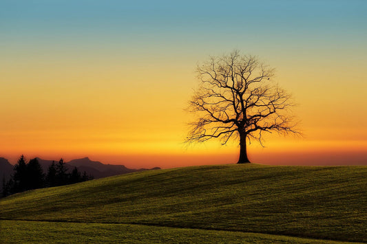 🍂 Finding Balance in the Fall: A Soulful Guide to Grounded Living 🍂